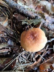 Lactarius helvus