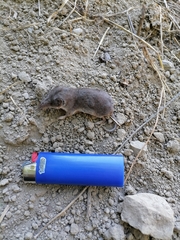 Crocidura suaveolens