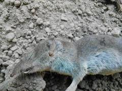Crocidura suaveolens