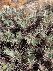 Oxytropis tragacanthoides