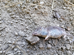 Crocidura suaveolens