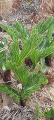 Lichtensteinia lacera