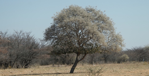 Kalahari Appleleaf