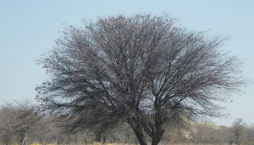 Bastard Umbrella Thorn