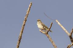 Crithagra reichenowi