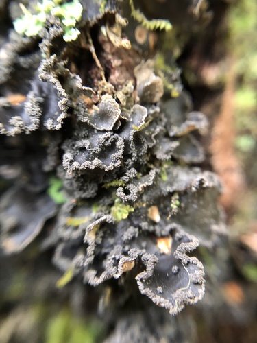 Powdery Kidney Lichen