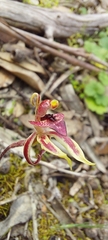 Caladenia cardiochila