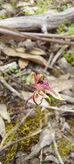 Caladenia cardiochila