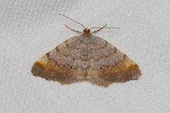 Macaria liturata