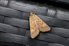 Helicoverpa punctigera