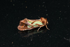 Cosmodes elegans