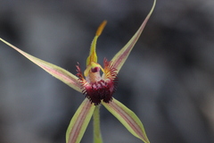 Caladenia pectinata