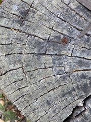 Phytophthora ramorum