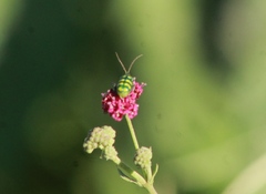 Diabrotica balteata
