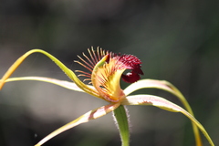 Caladenia pectinata