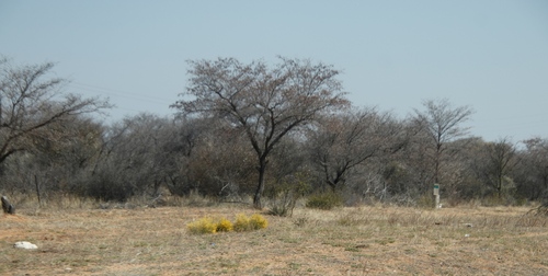 silver terminalia