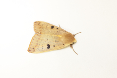 Ophiusa disjungens