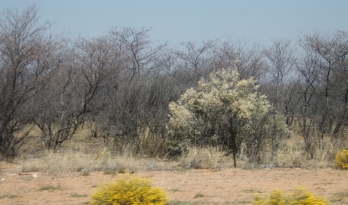 Wild Camphorbush (Tarchonanthus camphoratus)