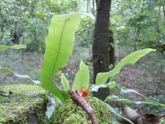Polypodiaceae