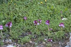 Anacamptis papilionacea