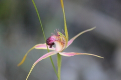Caladenia pectinata