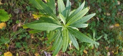 Chamaenerion angustifolium