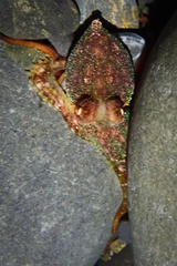 Octopodidae