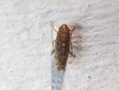 Osbornellus