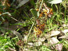 Parasphecodes