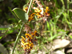Parasphecodes