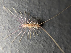Scutigeromorpha