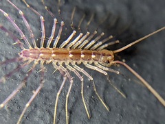 Scutigeromorpha