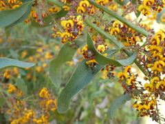 Chilalictus