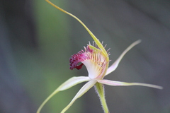Caladenia pectinata