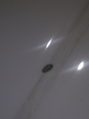 Dermestidae