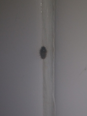 Dermestidae