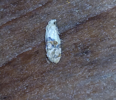 Eugnosta erigeronana