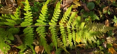 Dryopteris carthusiana