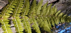 Dryopteris carthusiana