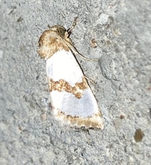 Schinia chrysellus