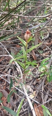 Pterostylis sanguinea