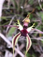 Caladenia villosissima