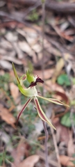 Caladenia tensa