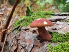 Tricholomopsis