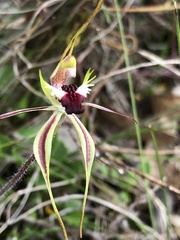 Caladenia villosissima