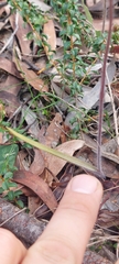 Caladenia tensa