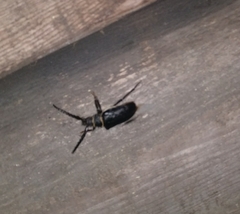 Prionus coriarius