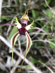 Caladenia villosissima