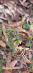 Caladenia tensa