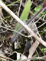 Caladenia villosissima
